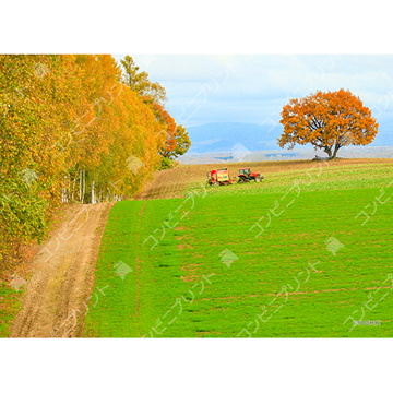 美瑛の丘とトラクター 撮影場所 北海道美瑛町 ひまわり畑の季節が終わり秋がきた